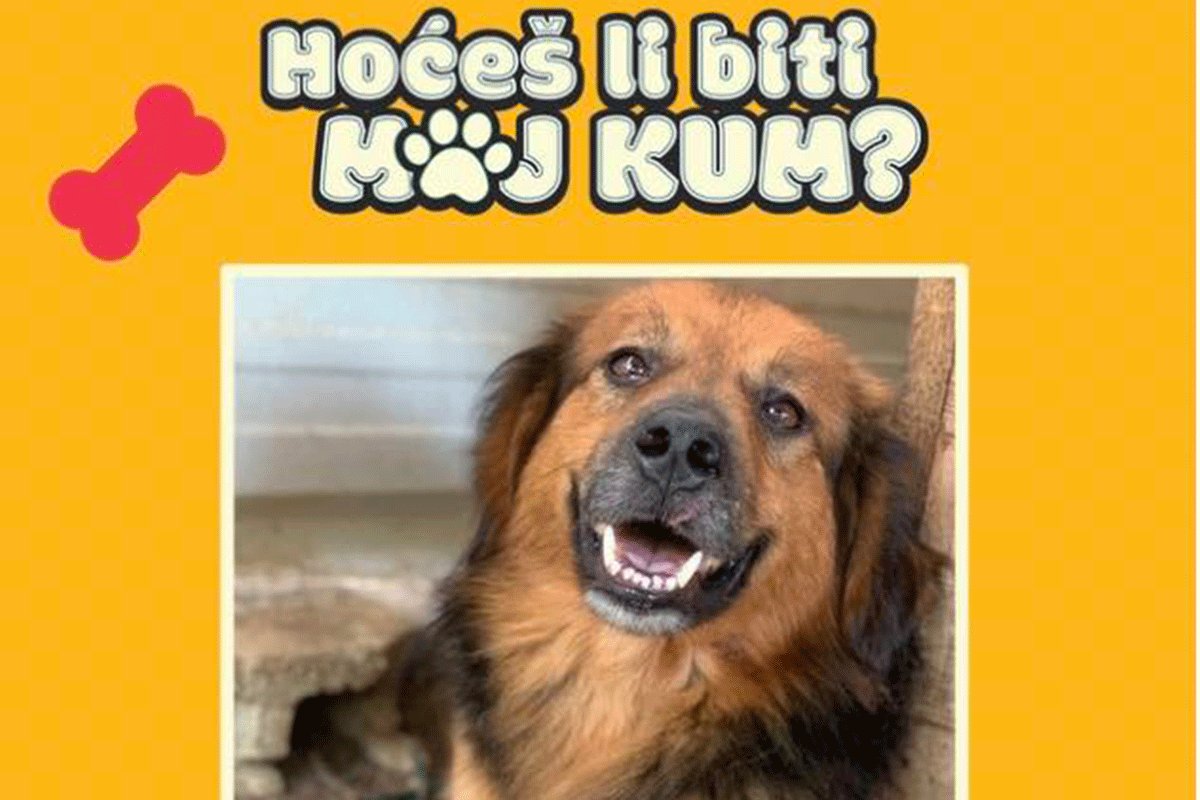 Zanimljiva akcija prihvatilišta “Spas”: Psi u Prijedoru dobijaju kumove