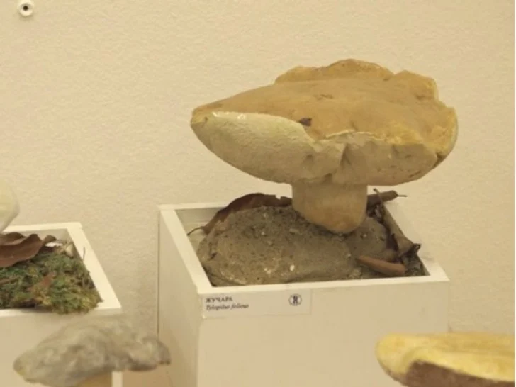 Šumsko blago Srpske u Muzeju Kozare: Izloženo više od 70 vrsta gljiva